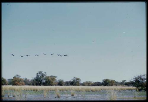 Scenery, Animals: Heron flying against the sky