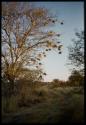 Scenery, Animals: Weaver birds' nests