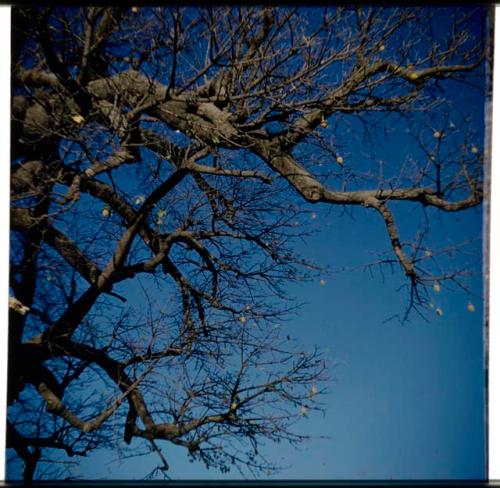 Scenery, Animals: Weaver birds' nests (half of stereo 2001.29.5316)