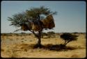 Scenery, Animals: Large weaver bird nests