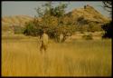 Scenery, Animals: John Marshall standing in front of a tree, view from behind