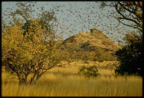 Scenery, Animals: Weaver birds in flight