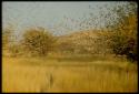 Scenery, Animals: Weaver birds in air