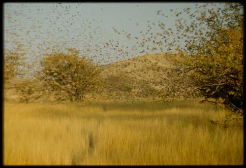 Scenery, Animals: Weaver birds in air