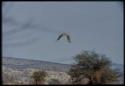 Scenery, Animals: Hawk flying