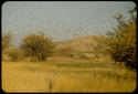 Scenery, Animals: Weaver birds in flight