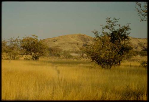 Scenery, Animals: Birds in grass