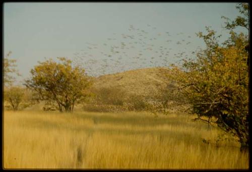 Scenery, Animals: Birds flying