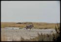 Scenery, Animals: Oryx, close-up