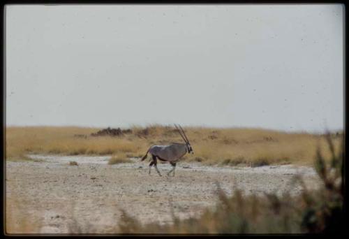 Scenery, Animals: Oryx, close-up
