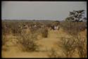 Scenery, Animals: Herd of oryx (out of focus)