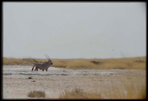 Scenery, Animals: Oryx, close-up