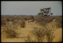 Scenery, Animals: Herd of oryx