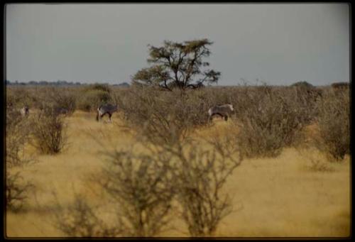 Scenery, Animals: Herd of oryx