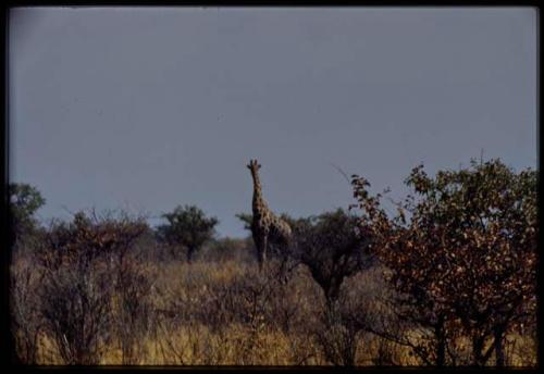 Scenery, Animals: Giraffe in trees and brush