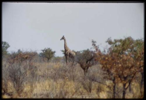 Scenery, Animals: Giraffe in trees and brush