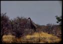 Scenery, Animals: Giraffe walking through trees and brush