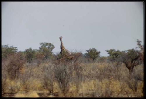 Scenery, Animals Giraffe walking through trees and brush