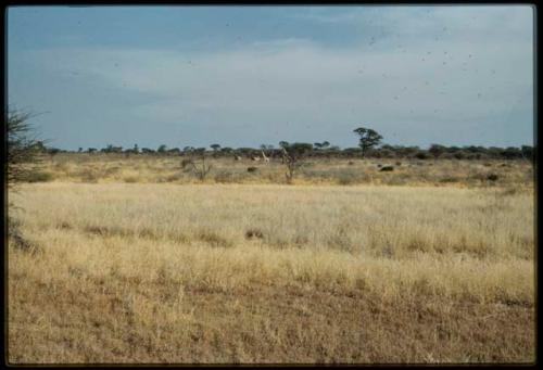 Scenery, Animals: Group of giraffes in distance