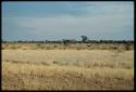 Scenery, Animals: Group of giraffes in distance