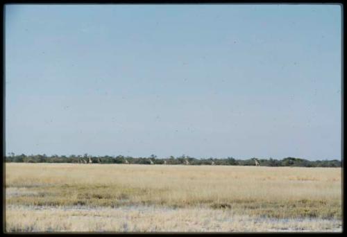 Scenery, Animals: Group of giraffes running, distant view