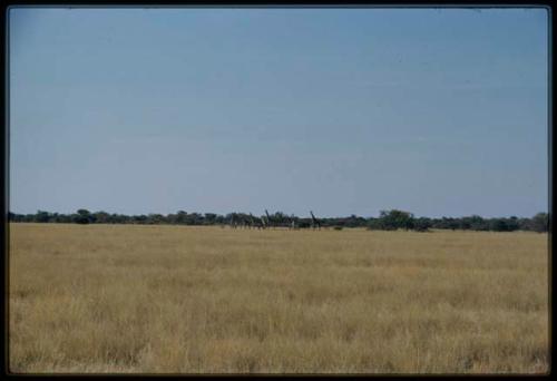 Scenery, Animals: Group of giraffes in grass