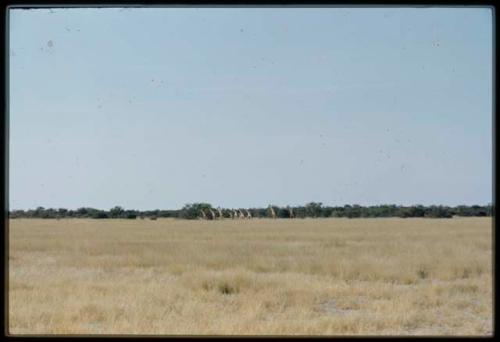 Scenery, Animals: Group of giraffes in grass