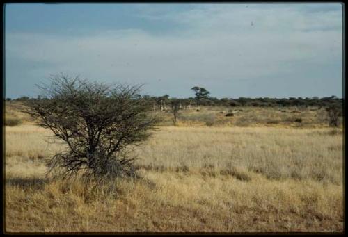 Scenery, Animals: Group of giraffes in grass