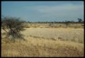 Scenery, Animals: Group of giraffes in grass