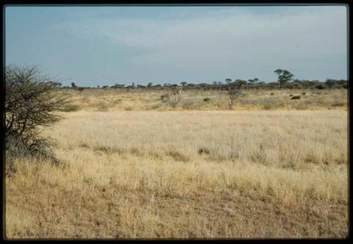 Scenery, Animals: Group of giraffes in grass