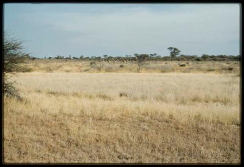 Scenery, Animals: Group of giraffes in grass