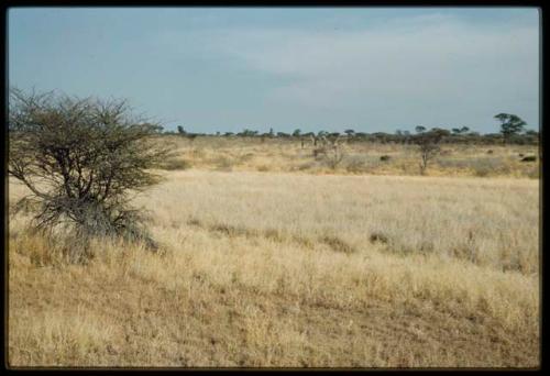 Scenery, Animals: Group of giraffes in grass