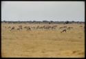 Scenery, Animals: Herd of springbok