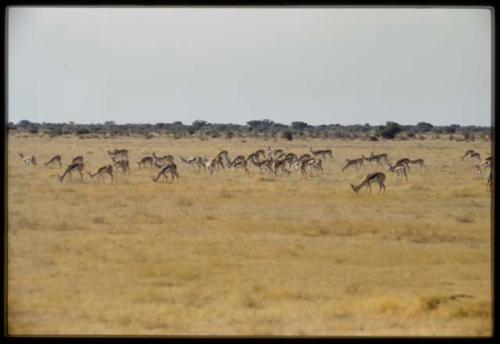 Scenery, Animals: Herd of springbok