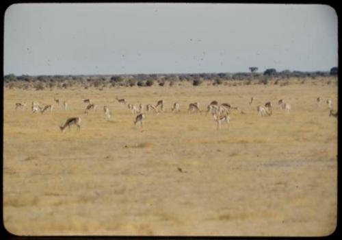 Scenery, Animals: Herd of springbok