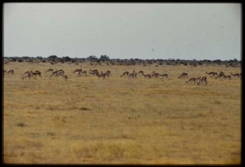 Scenery, Animals: Herd of springbok