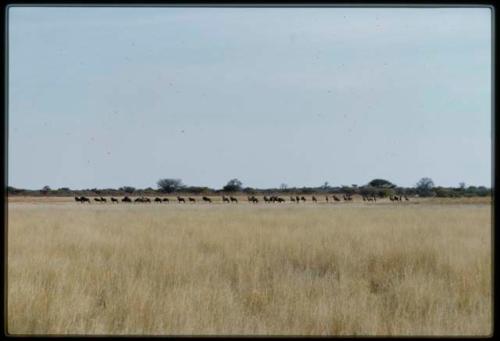 Scenery, Animals: Herd of wildebeest