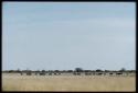 Scenery, Animals: Herd of wildebeest