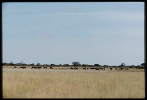 Scenery, Animals: Herd of wildebeest