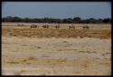 Scenery, Animals: Herd of wildebeest, close-up