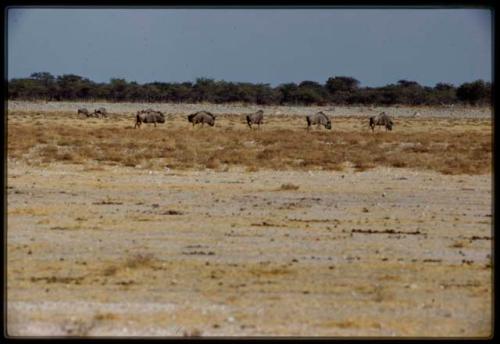 Scenery, Animals: Herd of wildebeest, close-up