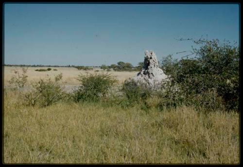 Scenery, Animals: Termite mound, with pan in background