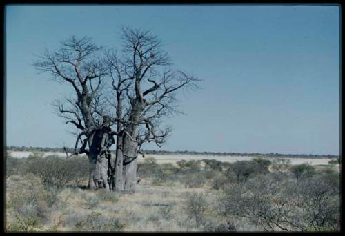 Scenery, Baobab: Baobab tree without leaves to the north of Gautscha Pan