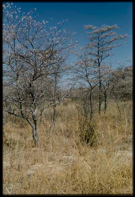 Scenery, Bush: Typical terrain that the trucks had to drive through