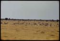 Scenery, Animals: Herd of springbok