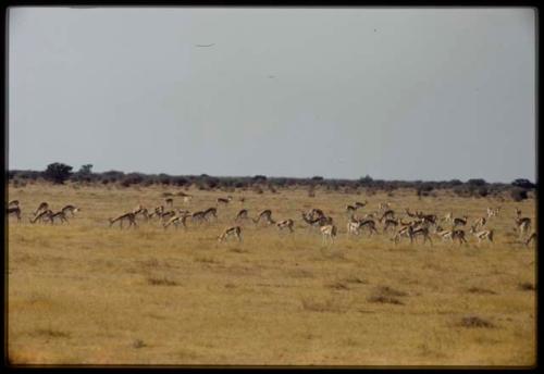 Scenery, Animals: Herd of springbok