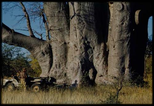 Expedition, Trucks: Expedition Jeep parked at the base of a big baobab tree with names carved on it