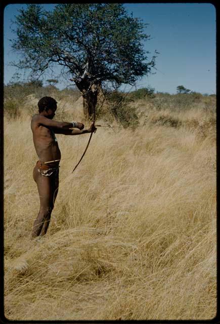 Hunting: Man demonstrating the release of an arrow from a bow, wearing an extra skin that hunters wear around their waists to hold arrows so they can reach them quickly, with a termite mound under a tree in the background