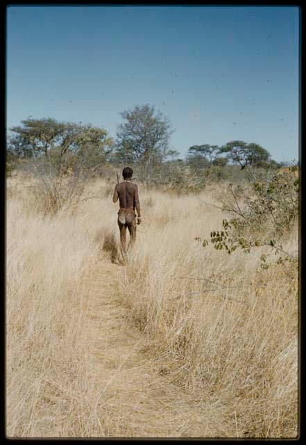 Hunting: Man walking through grass, view from behind