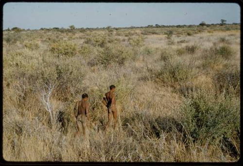 Hunting: Two hunters walking through the veld, view from above